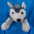Gray and White Husky