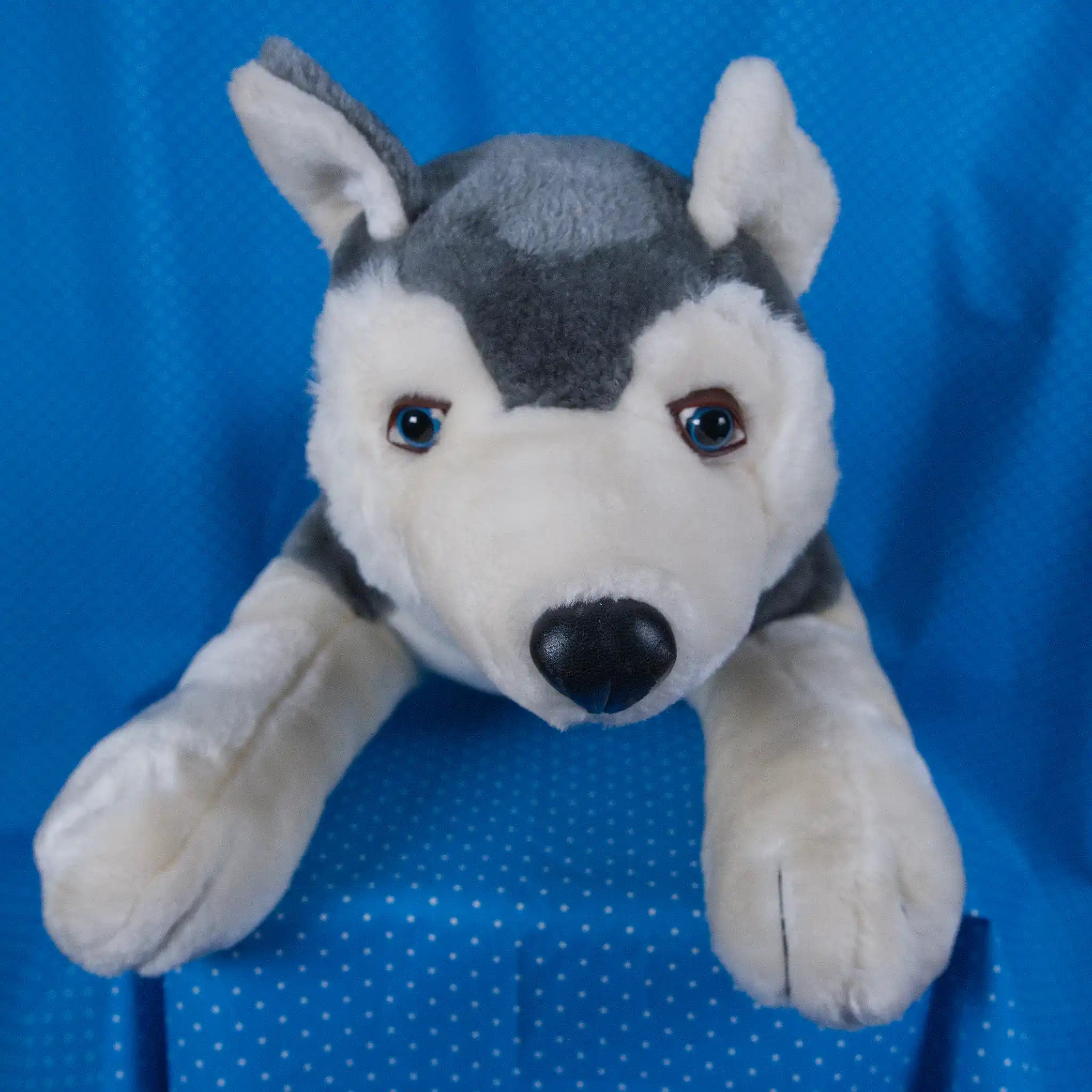 Gray and White Husky