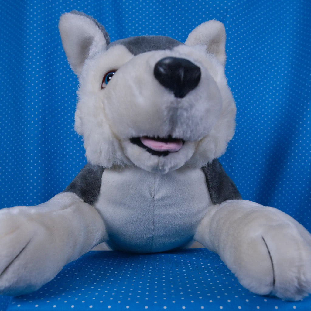 Gray and White Husky